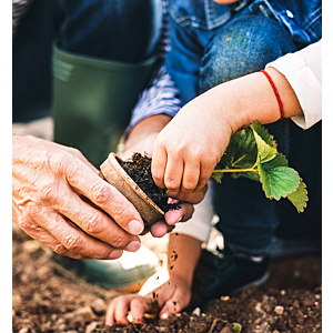 Moestuin voor beginners